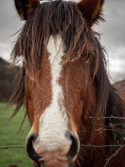 Caballo mirando