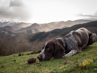 Perro esperando