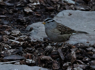White Crowned Sparrow looking for food on the ground.