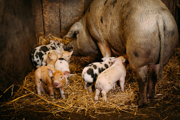 Familu of pigs in a farm