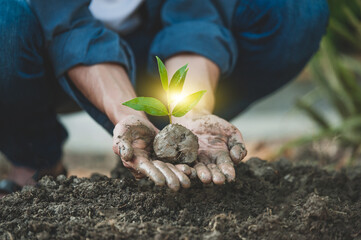 Hand planting tree in park growth nature life seeding