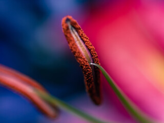 Flower macro