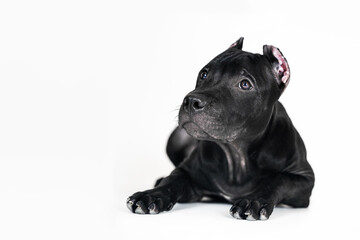 Beautiful black dog of American Pitbull Terrier breed, close-up portrait of lying down puppy with old-fashioned ears cut. Serious look, empty white background, studio shot, copy space.