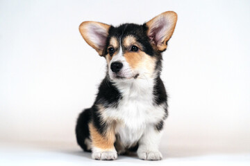 Naklejka na ściany i meble Cute little Welsh Corgi Pembroke puppy sitting on empty white background. Pretty tricolor, adorable eyes and face expression. Copy space.