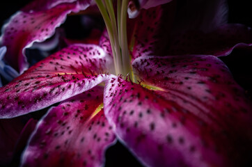 Close up of a lily flower