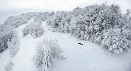 Black and white background of trees in the forest without leaves in a winter farm with a background of snow and white foggy sky.