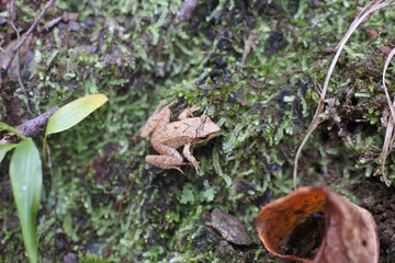 Young Tago's brown frog is on the mossy ground. Bird's view point.
