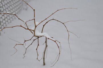 A young tree stands in a snowdrift branches in the snow.
