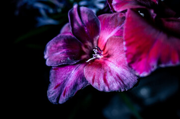 Close up of a gladiolus flower