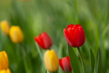 Tulpen