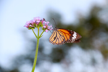 Butterfly Flower Images. Beautiful butterfly on  flowers. This photo contains a beautiful butterfly with wings sitting on  colored flowers. a nice cute and latest nature photo of flowers.