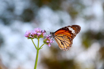 Fototapeta na wymiar Butterfly Flower Images. Beautiful butterfly on flowers. This photo contains a beautiful butterfly with wings sitting on colored flowers. a nice cute and latest nature photo of flowers.