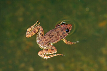 Indian skipper frog (Euphlyctis cyanophlyctis) - Sri Lanka