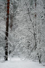 Christmas tale. Winter snowy pine forest. Beautiful view.