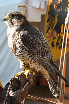 falco aquila uccello domestico volare riporto messaggero 