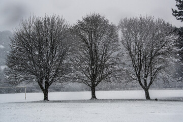 3 trees in the snow