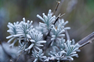 Frost on the branches of a lavender.