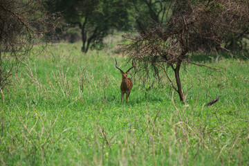 Животные в Африке, Animals in Africa