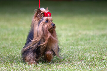 Yorkshire Terrier