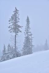 A winter landscape with silhouettes of trees standing in snowy slope in fog