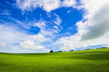 soy plantation. agriculture and development
