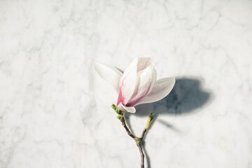 Beautiful pink magnolia flowers on white marble table. Top view. flat lay. Spring minimal concept.