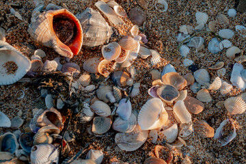shells on the beach