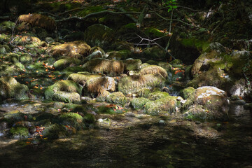 stream in the southern forest, mountain stream