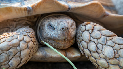 Close up shot of desert tortoise (Gopherus agassizii and Gopherus morafkai), also known as desert...