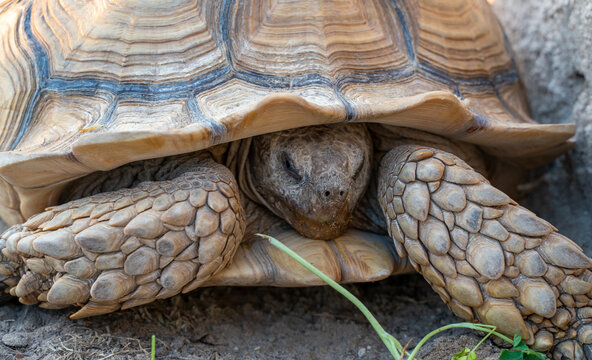 Close up shot of desert tortoise (Gopherus agassizii and Gopherus morafkai), also known as desert turtles, are two species of tortoise. desert tortoise also known as desert turtle