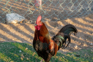 Rooster and hen. Hen and rooster togeather in the organic home farming