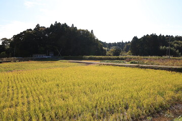 空と田んぼ