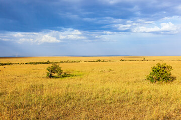 Fototapeta premium African savannah landscape with storm clouds in the sky