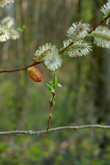 Fototapeta premium Frühling im Wald: Knospen, Weidenkätzchen und frische grüne Triebe an einem Baum / Strauch im Frühjahr