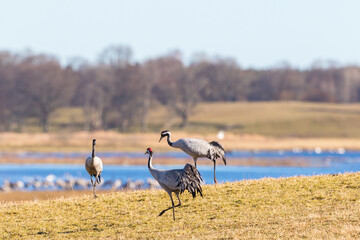 Obraz na płótnie Canvas Three Cranes on a field at the lake