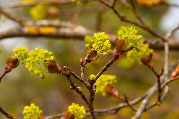 Frische Knospen und Triebe an einem Baum im Frühling, neue Blätter