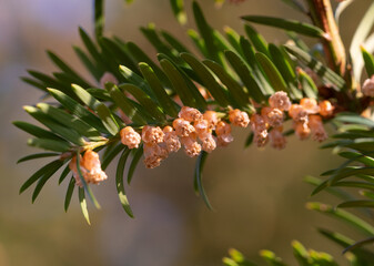 Kospen und Pollen und Blütenstaub an einem Nadelbaum