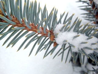 pine branch with snow