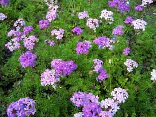 light purple verbena flowers