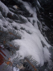 christmas tree in snow