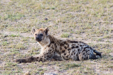 Short portrait of a spotted hyena (Crocuta crocuta)