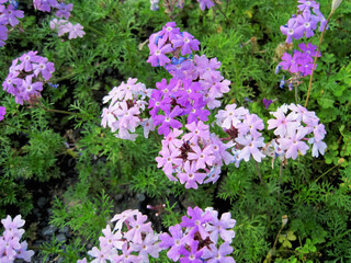 Obraz premium light purple verbena flowers