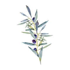 Obraz premium watercolor olive branch on a white background