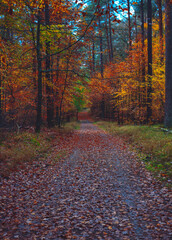Spaziergang durch den bunten Wald