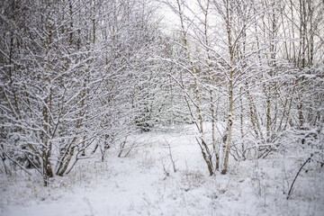 biła zima w lesie, drzewa gałęzie 