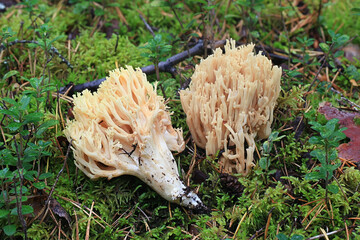 Ramaria flavescens, also called Ramaria eosanguinea, pale-yellow clavaria, a wild coral fungus from Finland