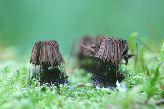 Stemonitis fusca, tube slime mold from Finland with no common english name