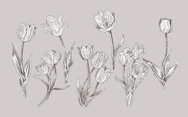 realistic line art illustration tulip flower set - obrazy, fototapety, plakaty