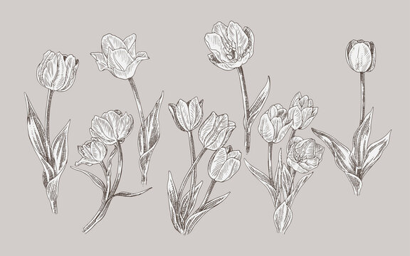 realistic line art illustration tulip flower set