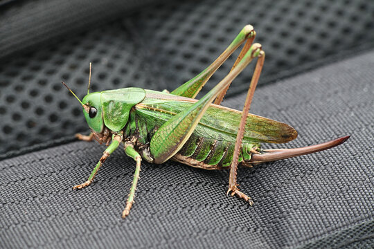 Decticus verrucivorus, a bush-cricket known as the wartbiter